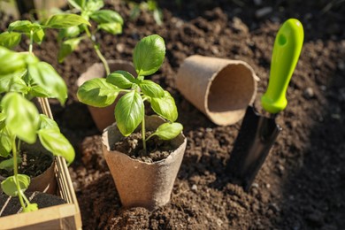 Beautiful seedlings in peat pots on soil outdoors