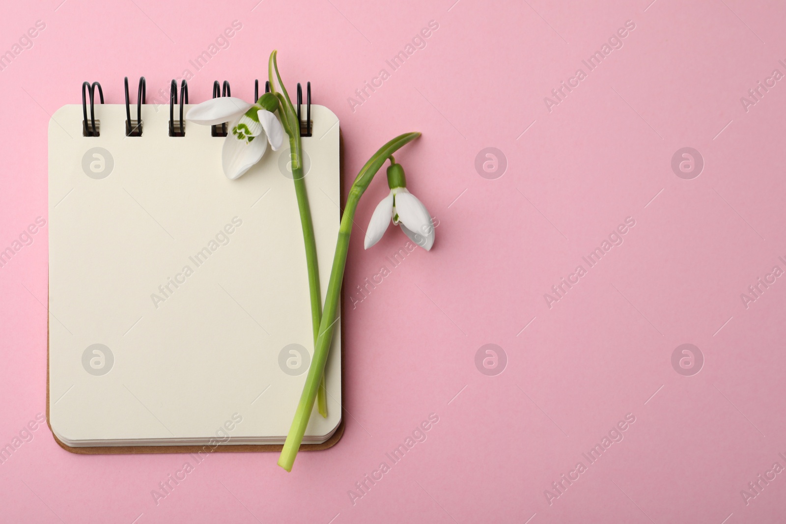 Photo of Beautiful snowdrops and notebook on pink background, flat lay. Space for text