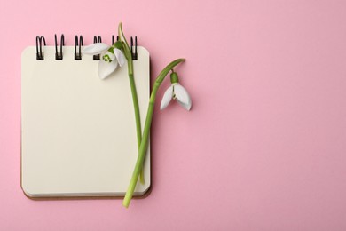 Beautiful snowdrops and notebook on pink background, flat lay. Space for text