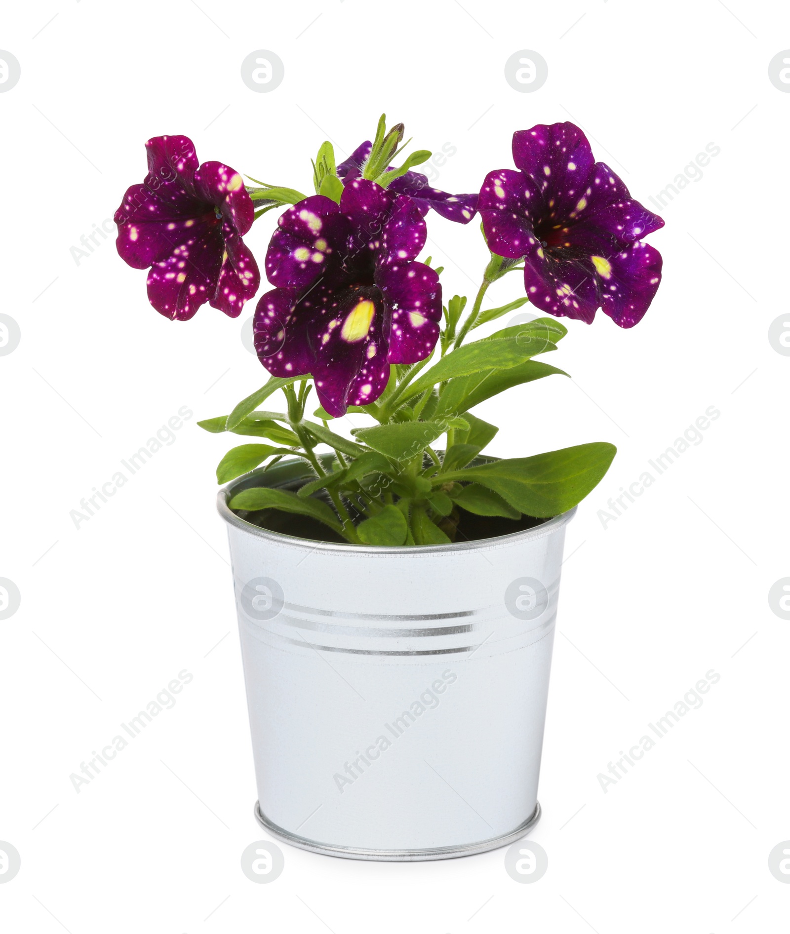 Photo of Beautiful petunia flowers in metal pot isolated on white