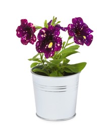 Beautiful petunia flowers in metal pot isolated on white