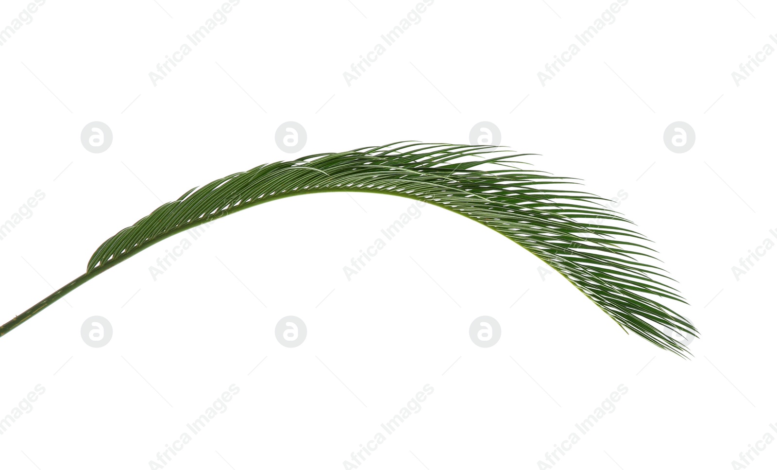 Photo of Beautiful tropical Sago palm leaf on white background