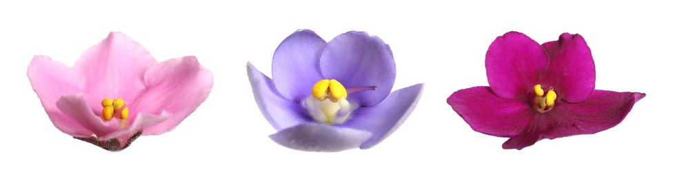 Image of Set with beautiful violet flowers on white background. Banner design