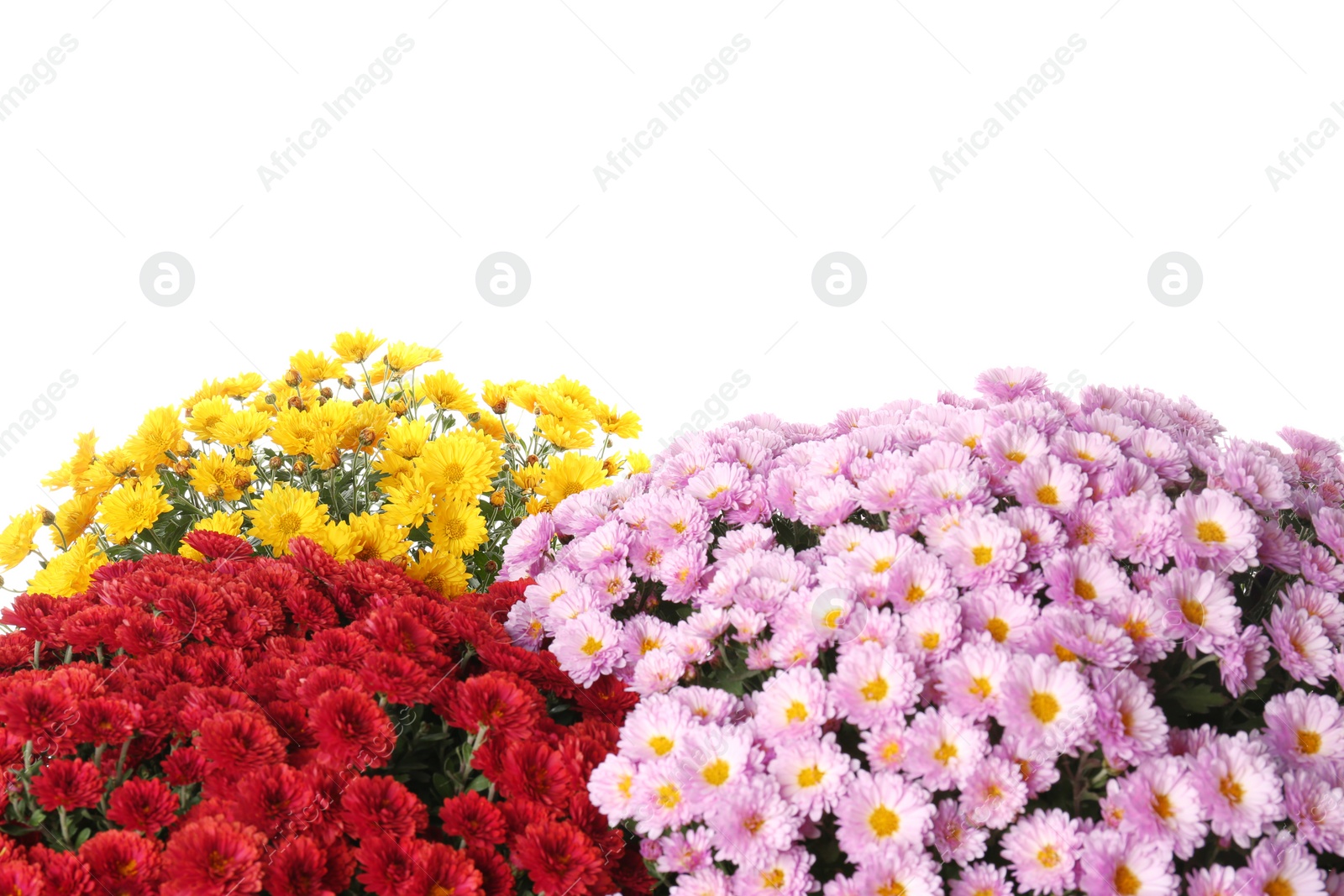 Photo of Beautiful bouquets of colorful chrysanthemum flowers on white background