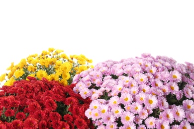 Beautiful bouquets of colorful chrysanthemum flowers on white background