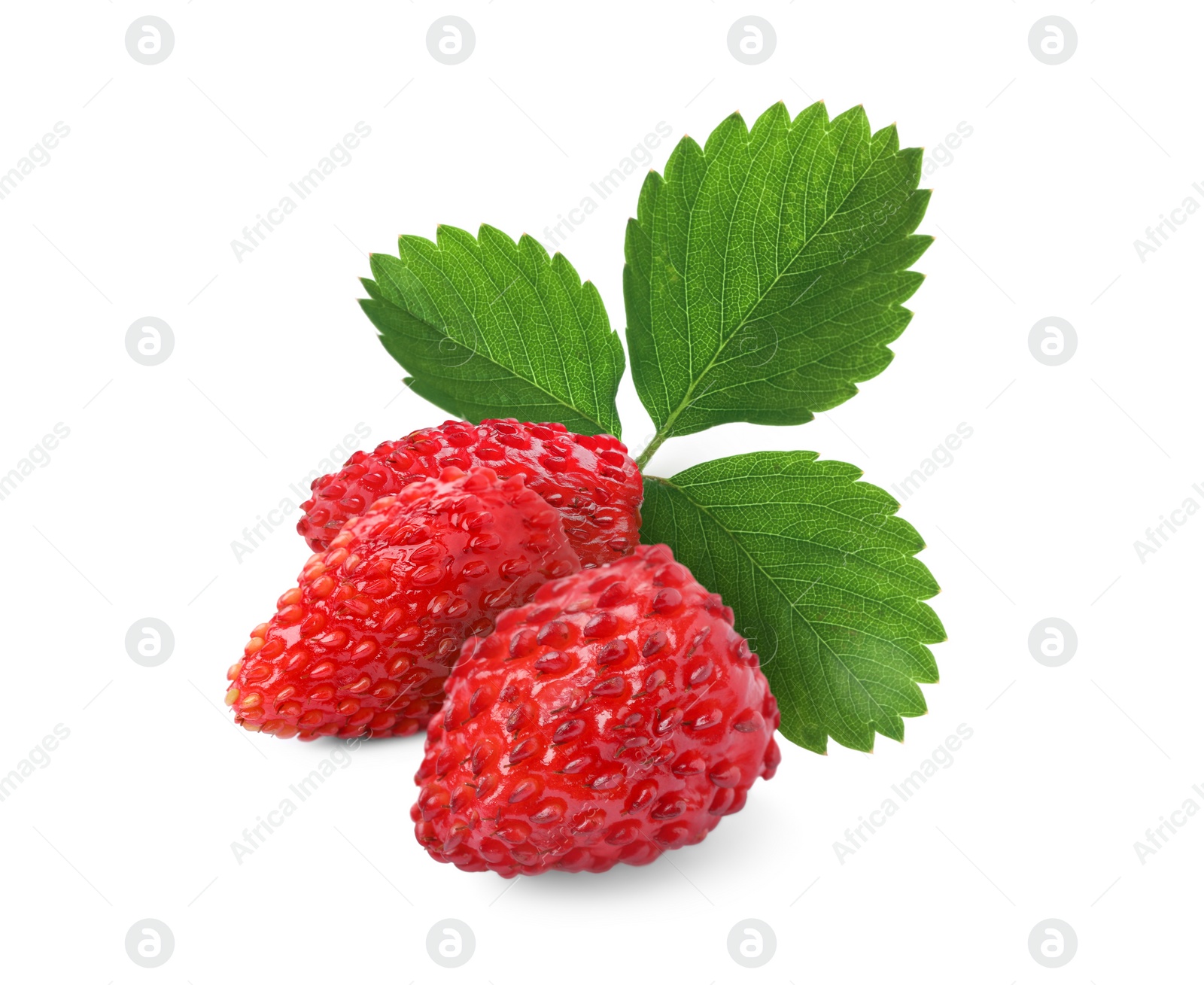 Image of Fresh ripe wild strawberries with green leaves isolated on white