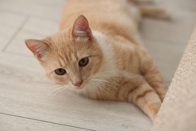 Photo of Cute ginger cat on wooden floor at home