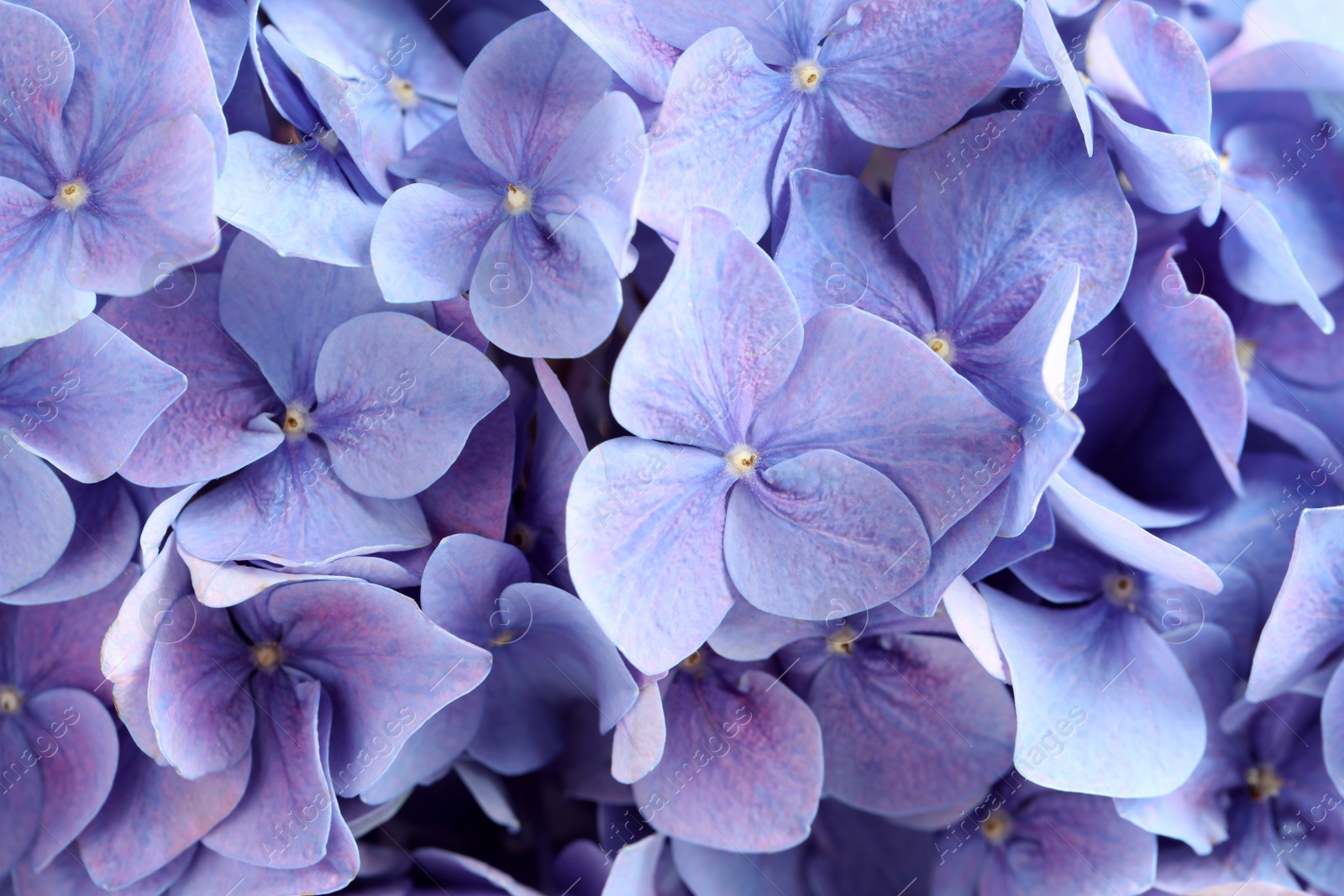 Photo of Beautiful lilac hortensia flowers as background, closeup