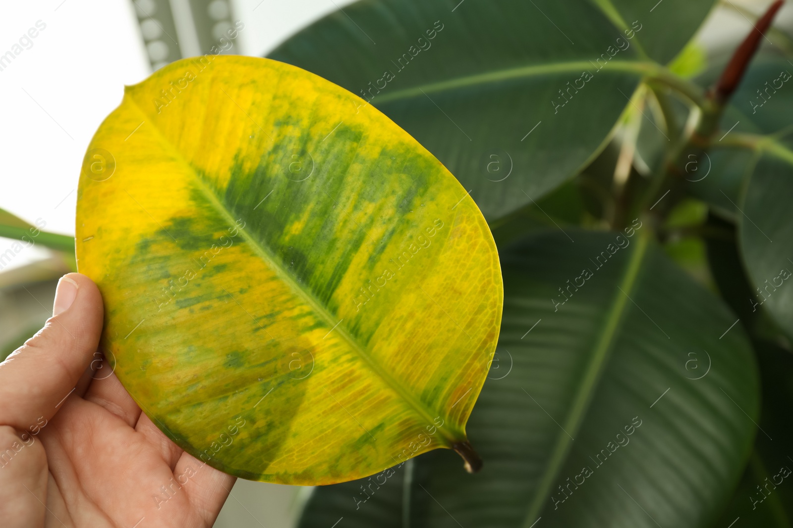 Photo of Woman with fallen yellow leaf near houseplant, closeup