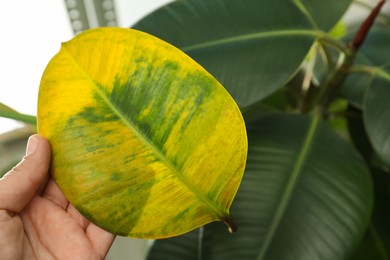 Photo of Woman with fallen yellow leaf near houseplant, closeup