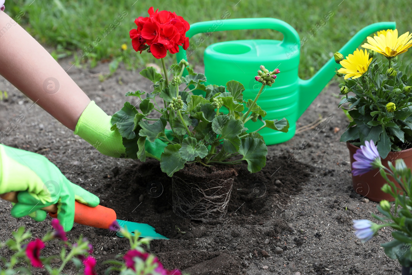 Photo of Woman in gardening gloves planting beautiful blooming flowers outdoors, closeup