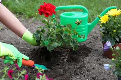 Woman in gardening gloves planting beautiful blooming flowers outdoors, closeup