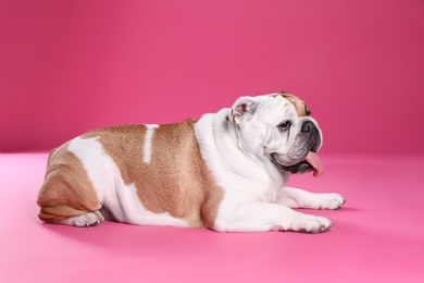 Photo of Adorable funny English bulldog on pink background