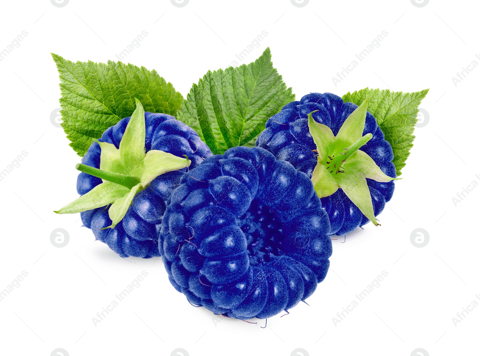 Image of Many fresh blue raspberries and green leaves isolated on white