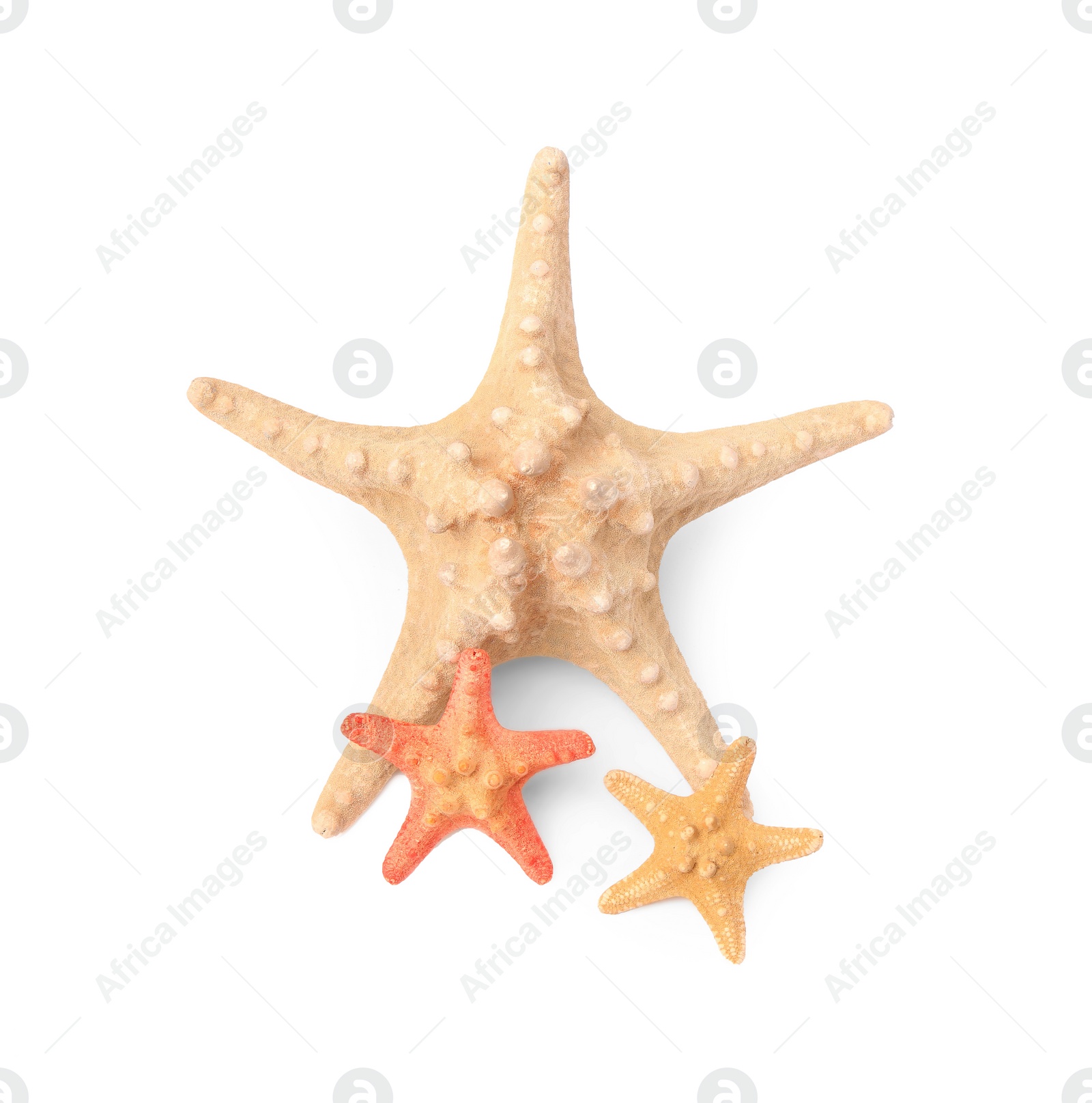 Photo of Beautiful sea stars (starfish) isolated on white, top view