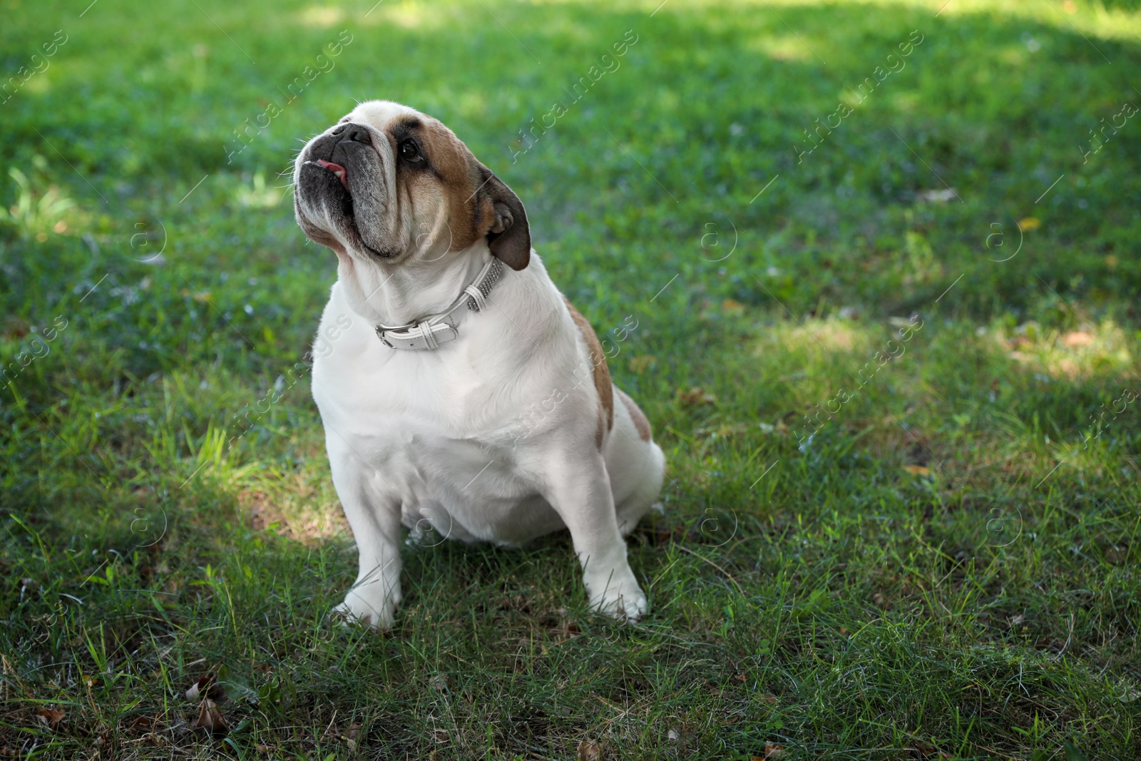 Photo of Funny English bulldog on green grass in park