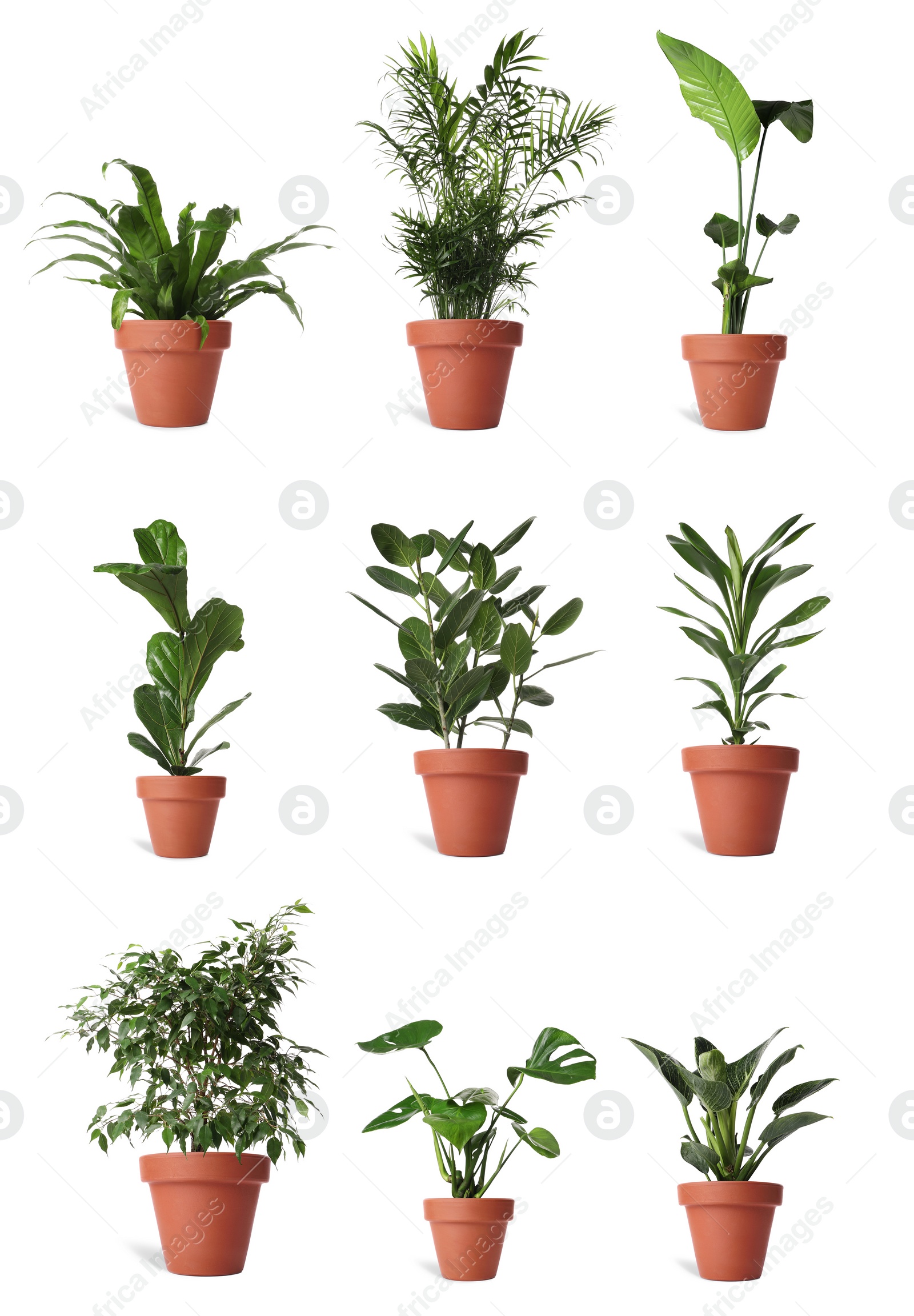 Image of Collage with different potted plants on white background. House decor