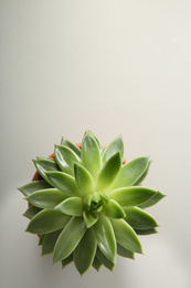 Photo of Beautiful echeveria on white background, top view with space for text. Succulent plant