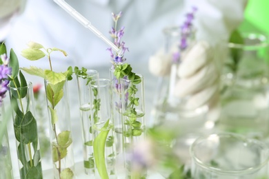 Scientist dripping liquid on plant in test tubes, closeup