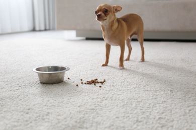 Photo of Adorable Chihuahua dog near feeding bowl on carpet indoors