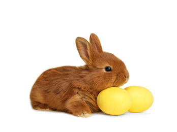 Adorable fluffy Easter bunny and dyed eggs on white background