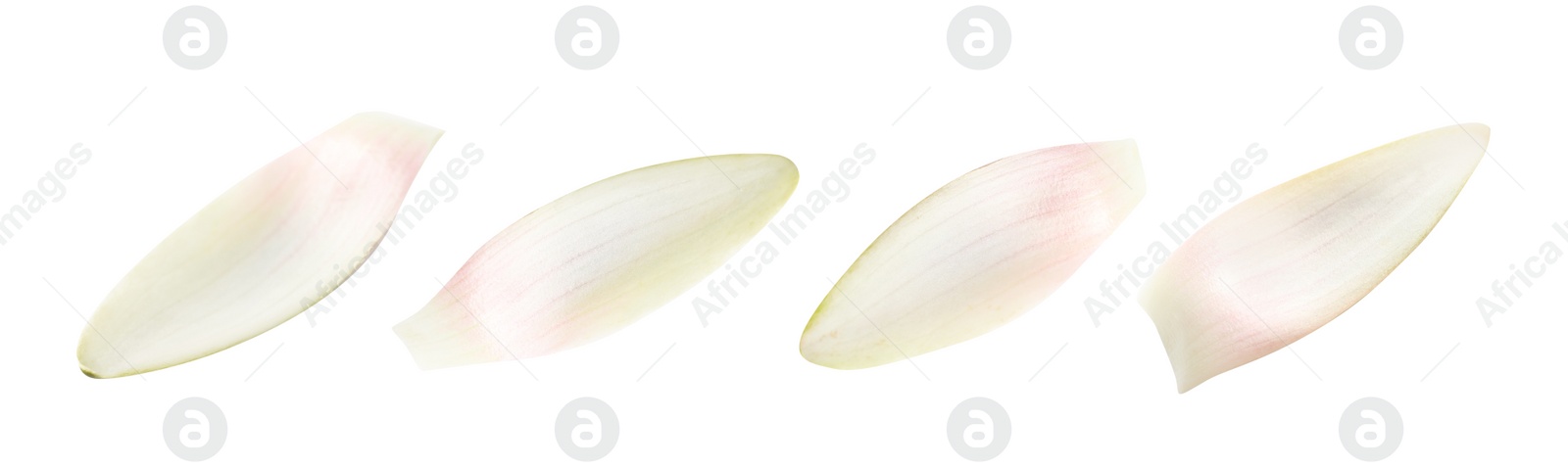 Image of Set of beautiful lotus flower petals on white background. Banner design 