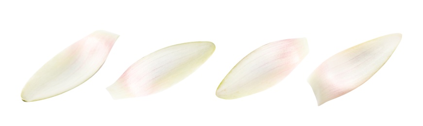 Image of Set of beautiful lotus flower petals on white background. Banner design 