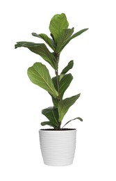 Fiddle Fig or Ficus Lyrata plant with green leaves in pot on white background