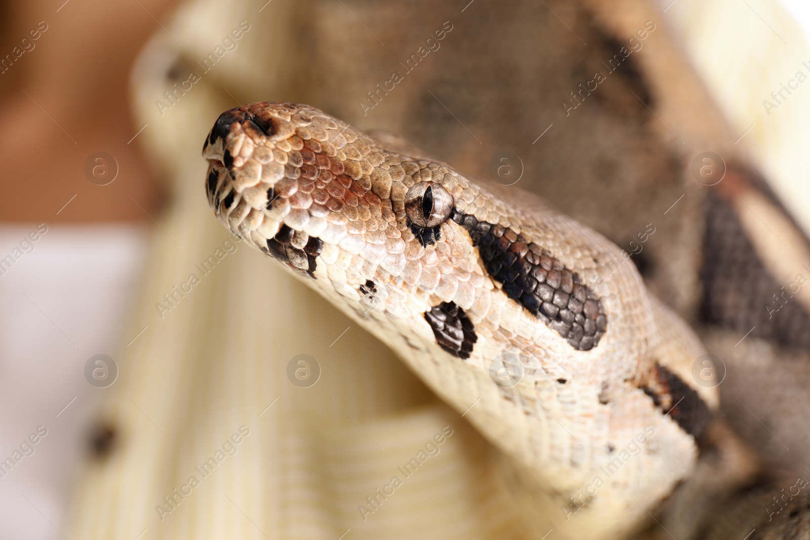 Photo of Woman with her boa constrictor at home, closeup. Exotic pet