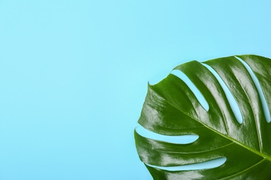 Photo of Fresh tropical monstera leaf on color background, top view