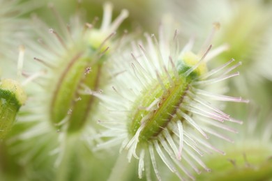 Photo of Macro photo of beautiful Astrodaucus plant on blurred background