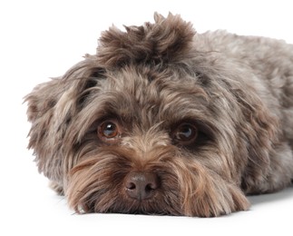 Cute Maltipoo dog lying on white background. Lovely pet