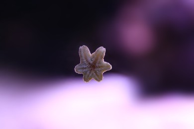 Photo of Beautiful small sea star on aquarium glass, closeup