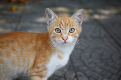 Stray cat on city street, closeup. Homeless animal