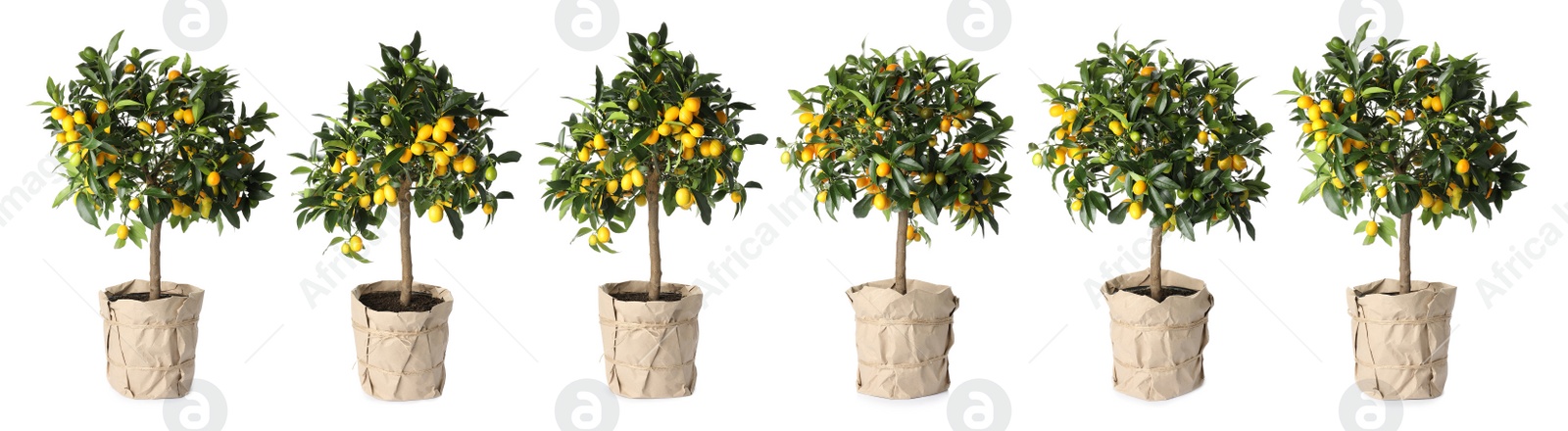 Image of Set of kumquat trees with fruits in flowerpots on white background. Banner design