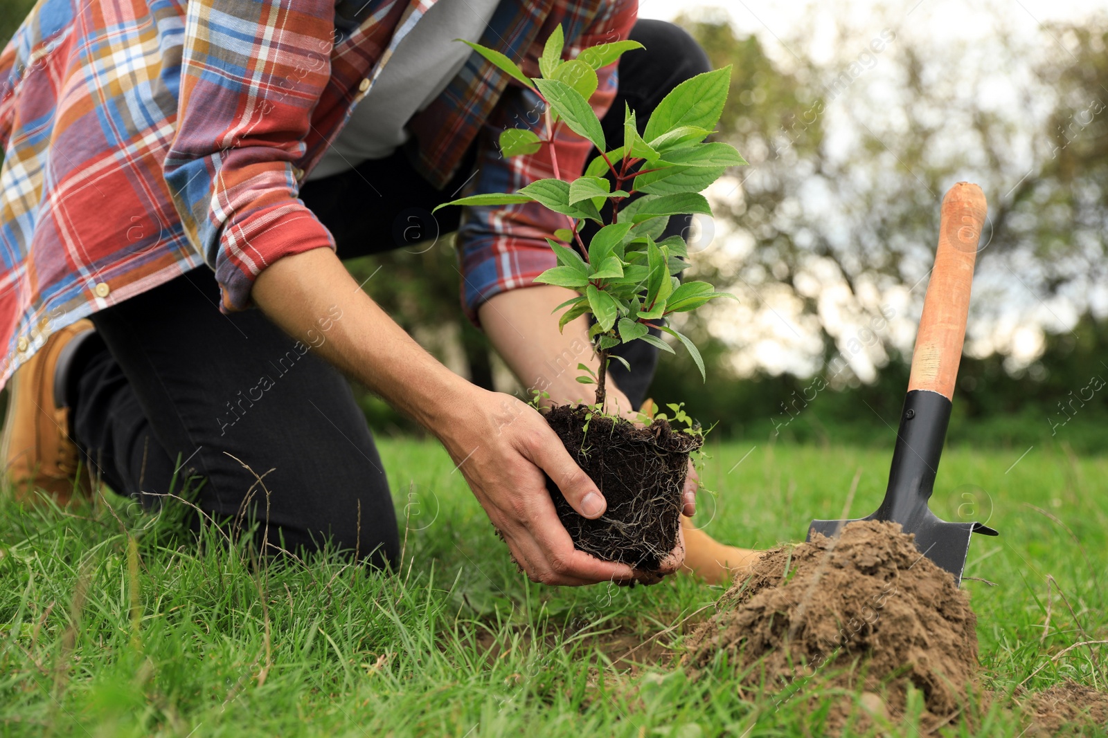 Photo of Man planting young green tree in garden, closeup