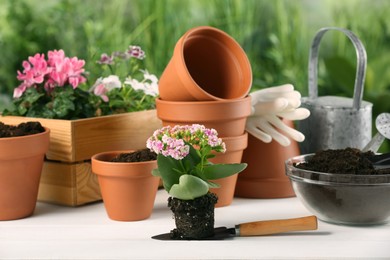 Beautiful flowers, pots and gardening tools on white wooden table outdoors