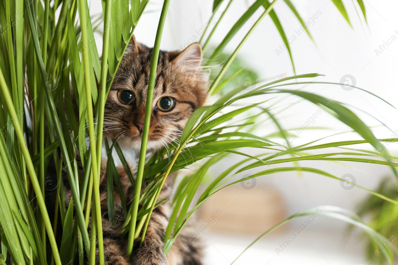 Photo of Adorable cat near houseplant on floor at home