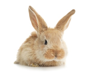 Photo of Adorable furry Easter bunny on white background