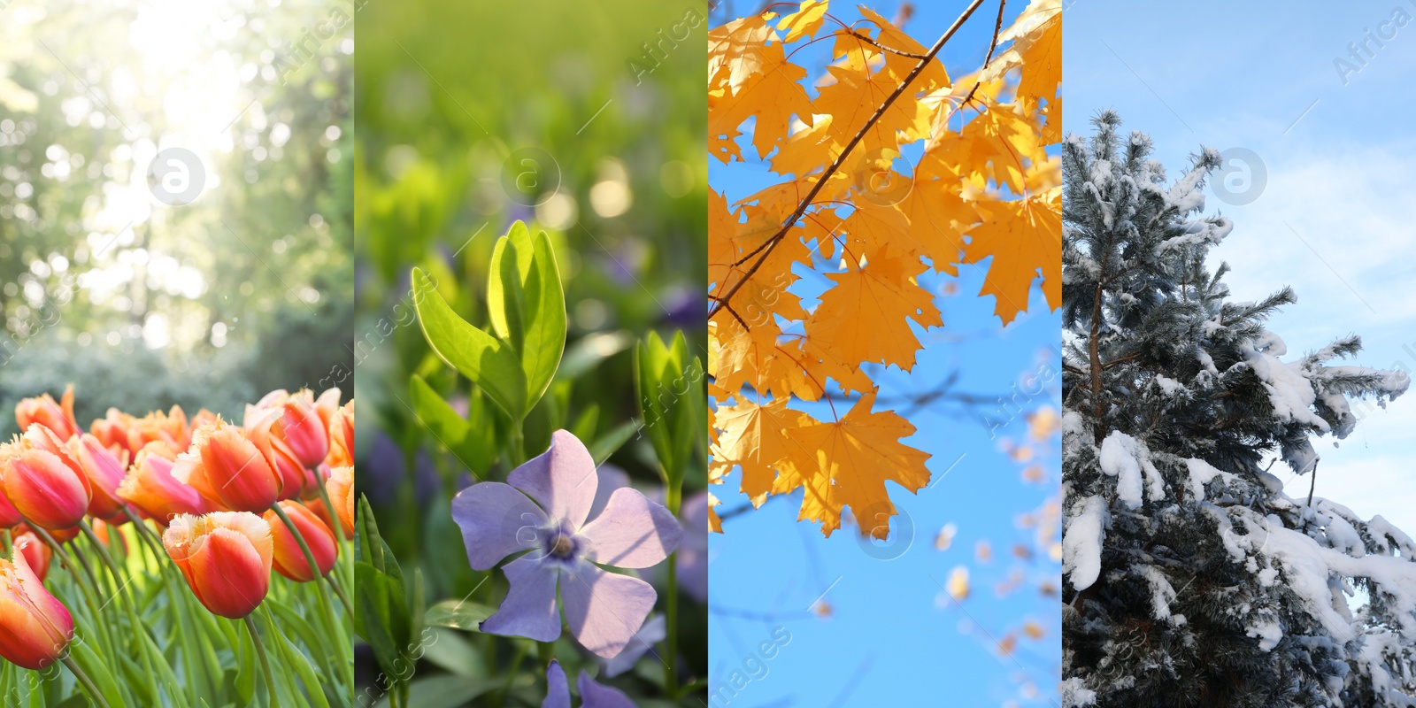 Image of Four seasons. Collage design with beautiful photos of nature