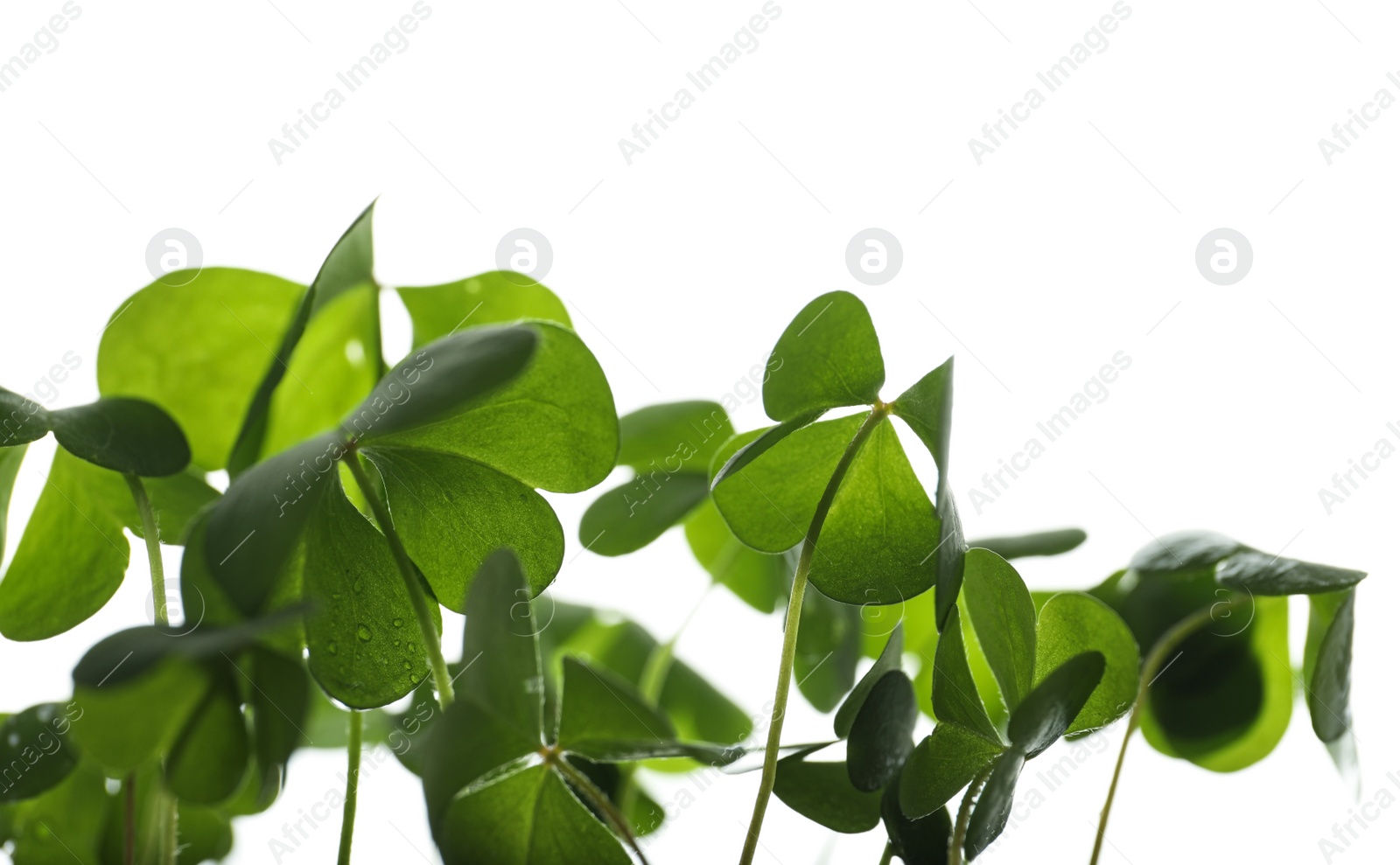 Photo of Clover leaves on white background, closeup. St. Patrick's Day symbol