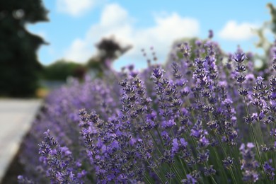 Photo of Beautiful blooming lavender plants growing outdoors, closeup. Space for text