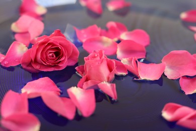 Photo of Pink roses and petals in water, closeup