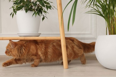 Photo of Adorable cat and green houseplants at home