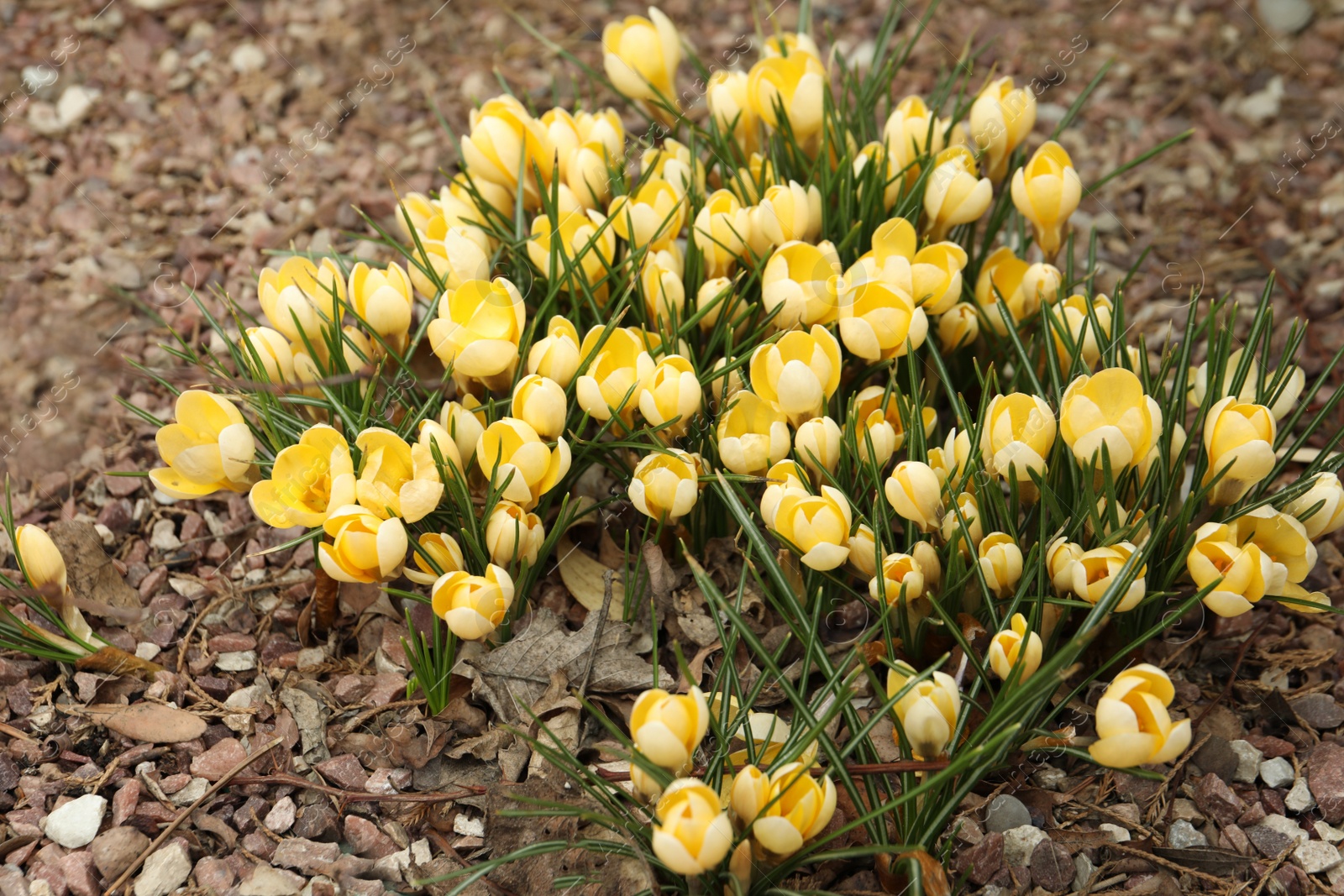 Photo of Beautiful yellow crocus flowers growing in garden