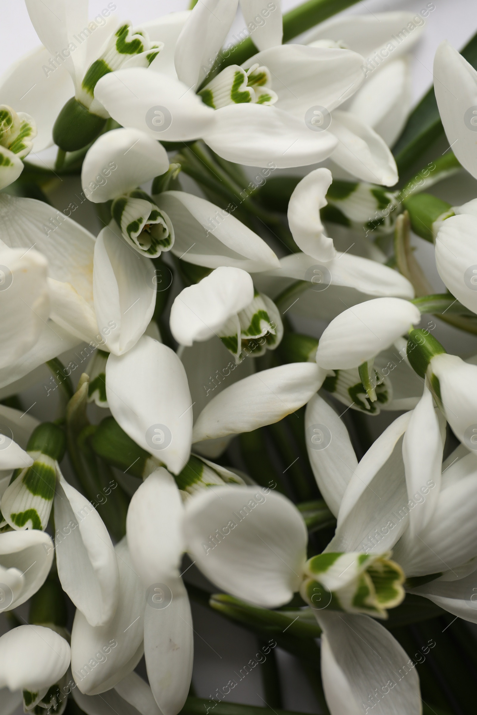 Photo of Beautiful spring snowdrops as background, closeup view