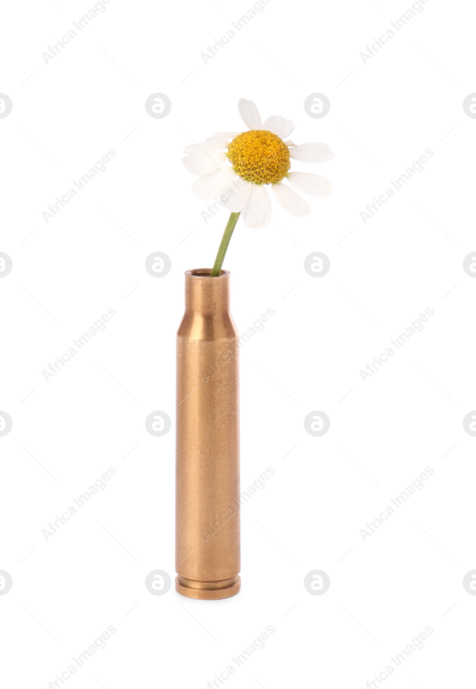 Photo of Beautiful flower in bullet case isolated on white