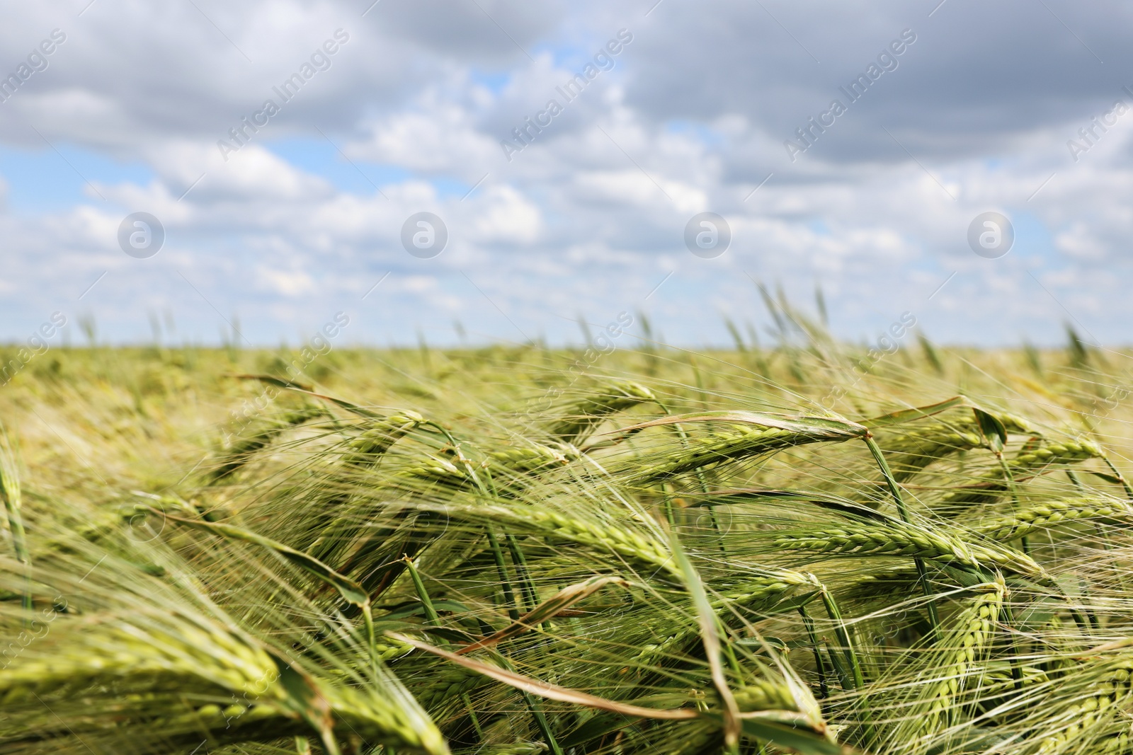 Photo of Agricultural field with ripening cereal crop on cloudy day