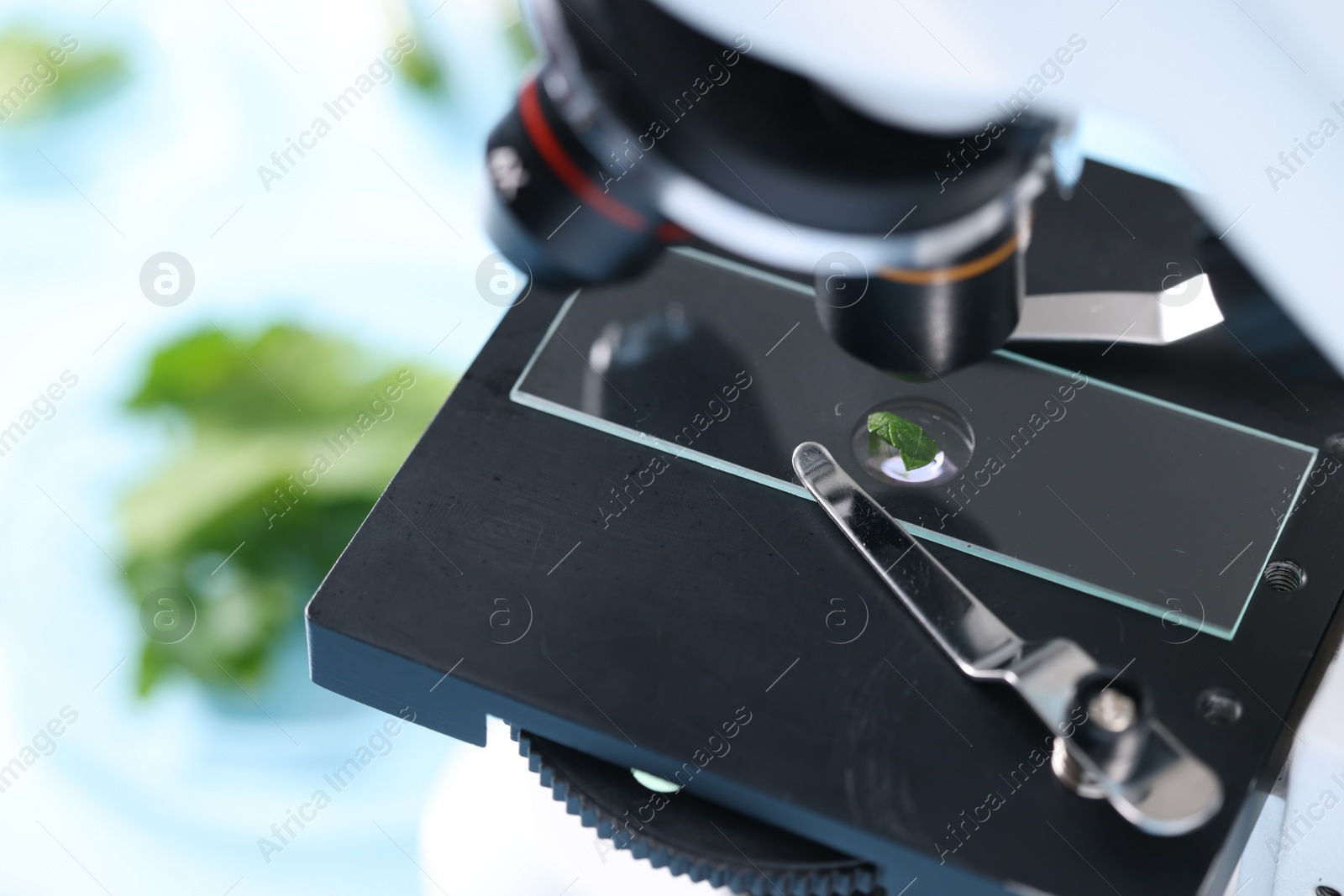 Photo of Food quality control. Glass slide with parsley under microscope on table, closeup