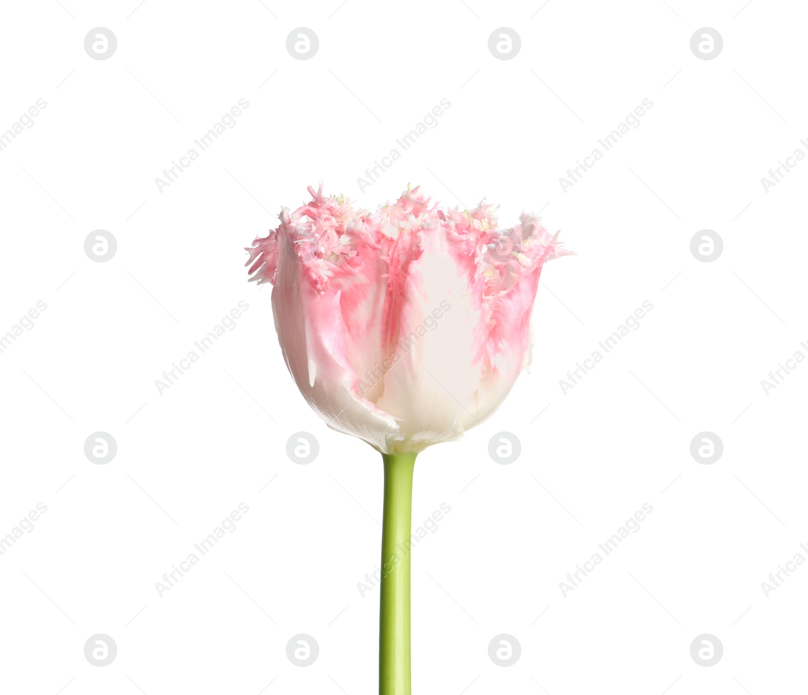 Photo of One beautiful tulip flower isolated on white